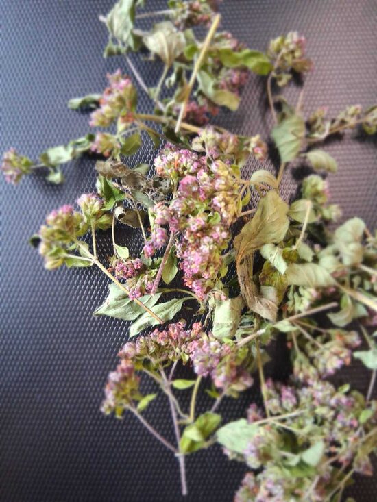 Oregano